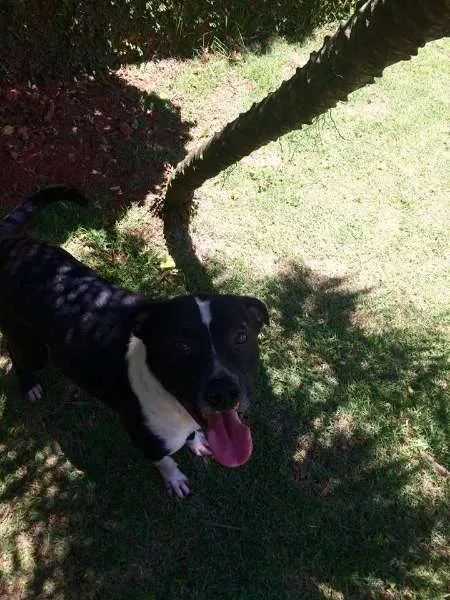 Cachorro ra a Pit-Bull idade 2 anos nome TOM