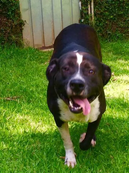 Cachorro ra a Pit-Bull idade 2 anos nome TOM