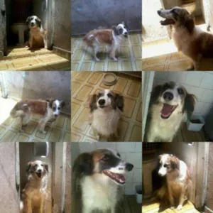 Cachorro raça Cocker  misturada  idade 3 anos nome Princesa .