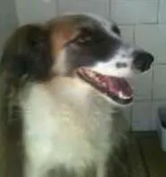 Cachorro ra a Cocker  misturada  idade 3 anos nome Princesa .