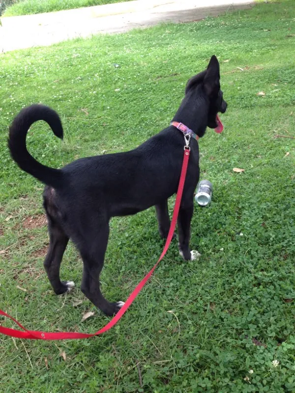 Cachorro ra a Vira lata  idade 2 a 6 meses nome Peppa 