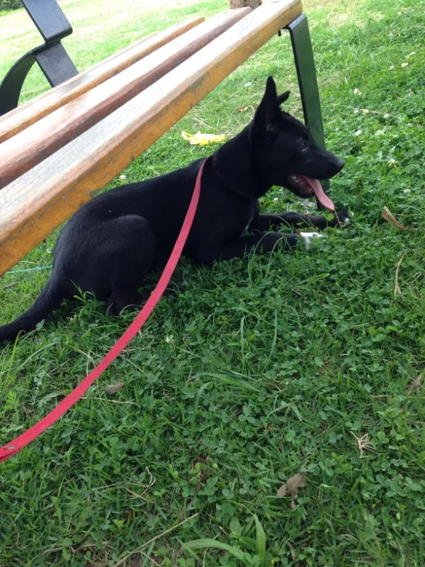 Cachorro ra a Vira lata  idade 2 a 6 meses nome Peppa 