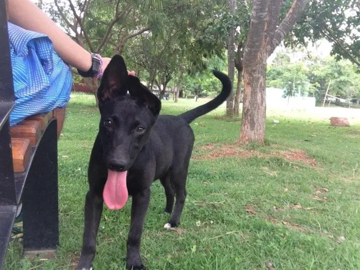 Cachorro ra a Vira lata  idade 2 a 6 meses nome Peppa 