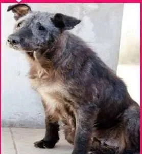 Cachorro raça  idade  nome Millie (Canil SJ - 