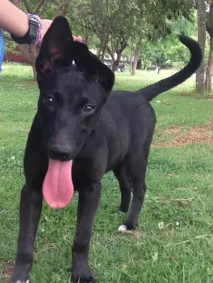 Cachorro raça Vira lata  idade 2 a 6 meses nome Peppa 
