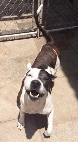 Cachorro raça Pit-Bull idade 3 anos nome RAYLA