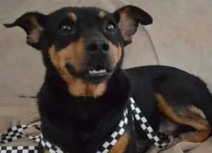 Cachorro raça Mix Pincher idade  nome Tekila (Pri Fernand