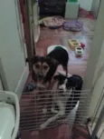 Chica e Nira