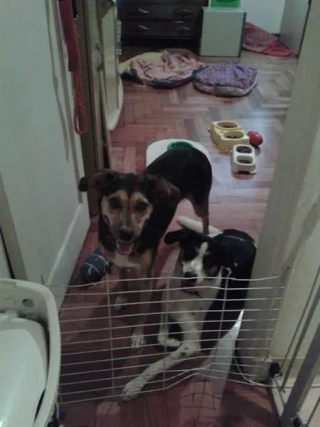 Cachorro ra a SRD idade 3 anos nome Chica e Nira