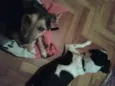 Chica e Nira