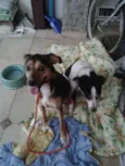 Chica e Nira