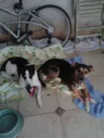 Chica e Nira