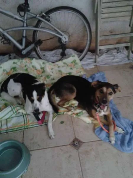 Cachorro ra a SRD idade 3 anos nome Chica e Nira
