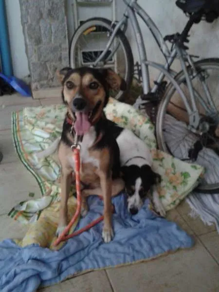 Cachorro ra a SRD idade 3 anos nome Chica e Nira