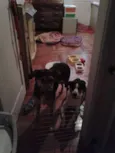 Chica e Nira