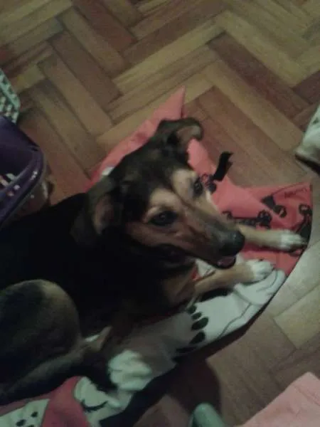 Cachorro ra a SRD idade 3 anos nome Chica e Nira