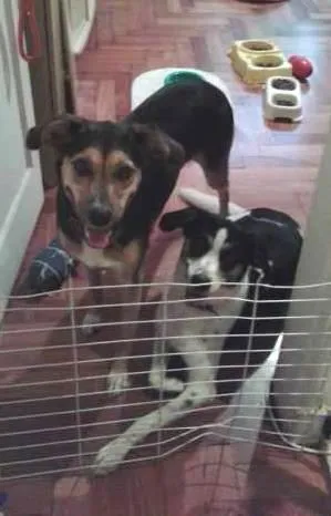 Cachorro ra a SRD idade 3 anos nome Chica e Nira