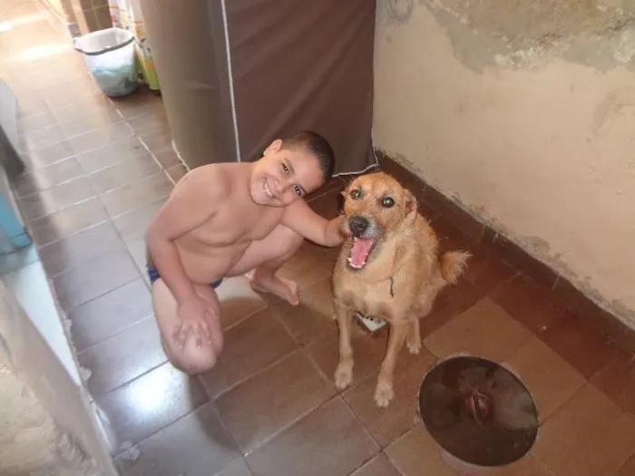 Cachorro ra a MESTIÇO idade 3 anos nome ARLINDO
