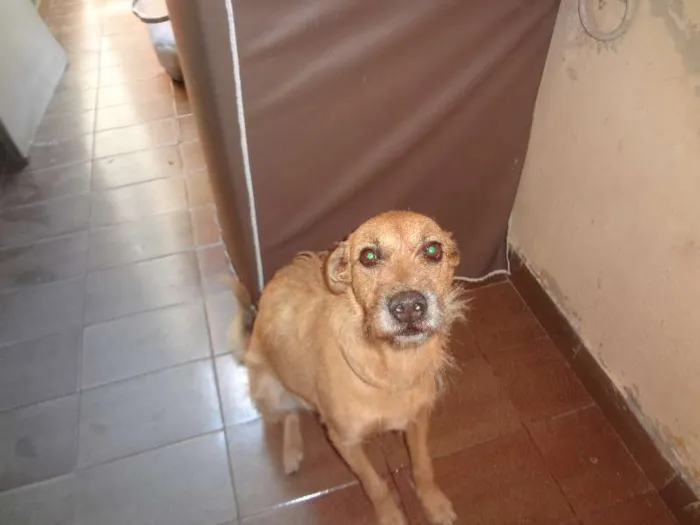 Cachorro ra a MESTIÇO idade 3 anos nome ARLINDO