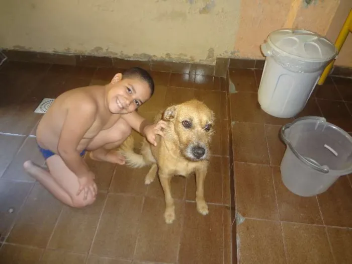 Cachorro ra a MESTIÇO idade 3 anos nome ARLINDO
