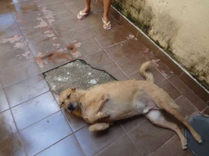 Cachorro ra a MESTIÇO idade 3 anos nome ARLINDO