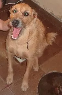 Cachorro ra a MESTIÇO idade 3 anos nome ARLINDO