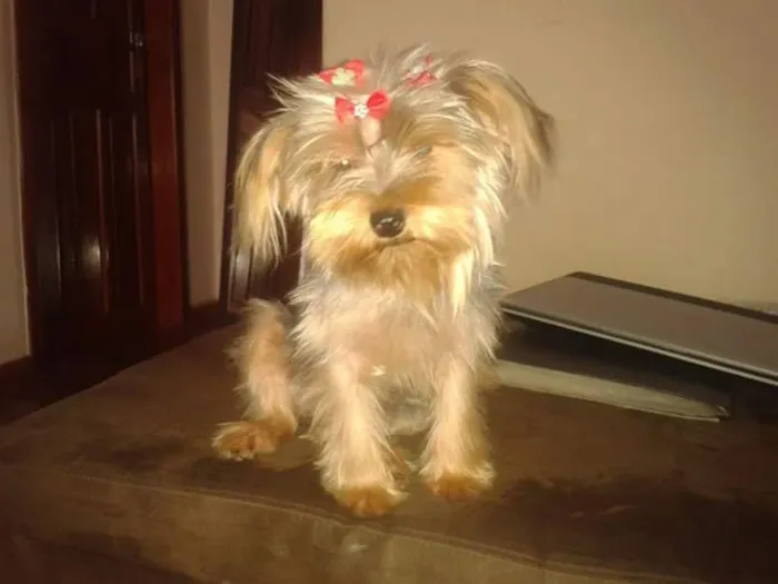 Cachorro ra a Yorkshire idade 2 a 6 meses nome Lolica