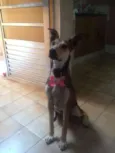 Brisa