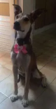 Brisa