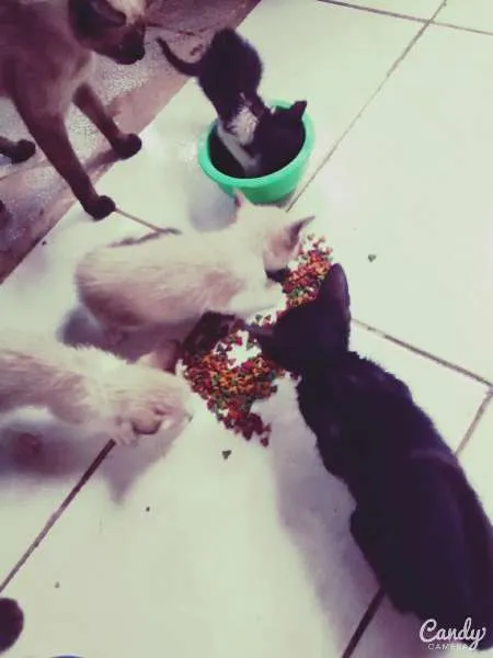 Gato raça comum idade Abaixo de 2 meses nome Marry, Jean Gray, W