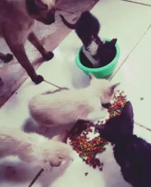 Gato raça comum idade Abaixo de 2 meses nome Marry, Jean Gray, W