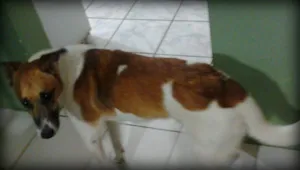 Cachorro raça SRD idade 6 ou mais anos nome kiko