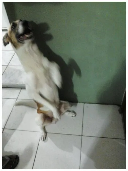 Cachorro raça SRD idade 6 ou mais anos nome kiko