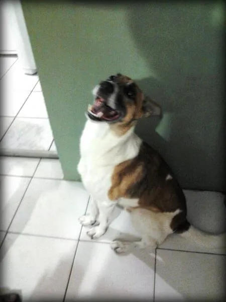 Cachorro raça SRD idade 6 ou mais anos nome kiko