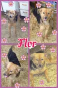 FLOR