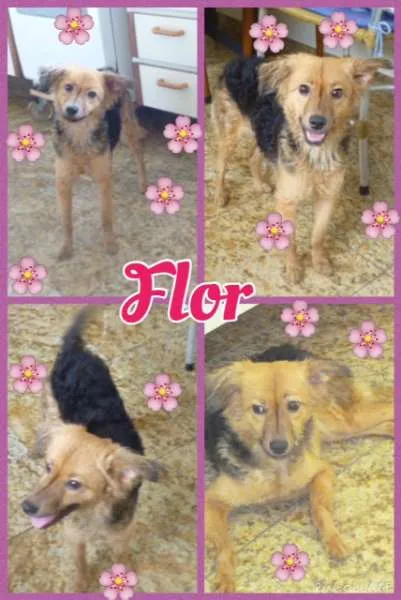Cachorro ra a SRD idade 1 ano nome FLOR