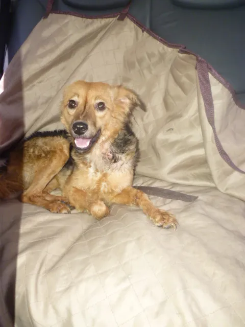 Cachorro ra a SRD idade 1 ano nome FLOR