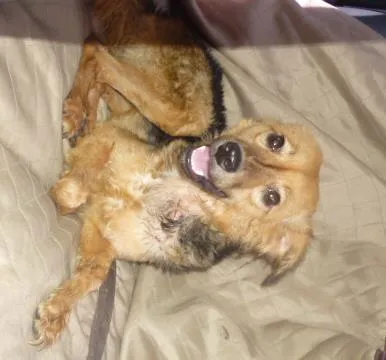 Cachorro ra a SRD idade 1 ano nome FLOR