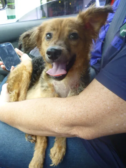 Cachorro ra a SRD idade 1 ano nome FLOR