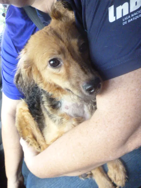 Cachorro ra a SRD idade 1 ano nome FLOR