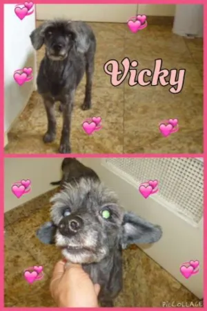 Cachorro raça SRD com poodle idade 5 anos nome vicky
