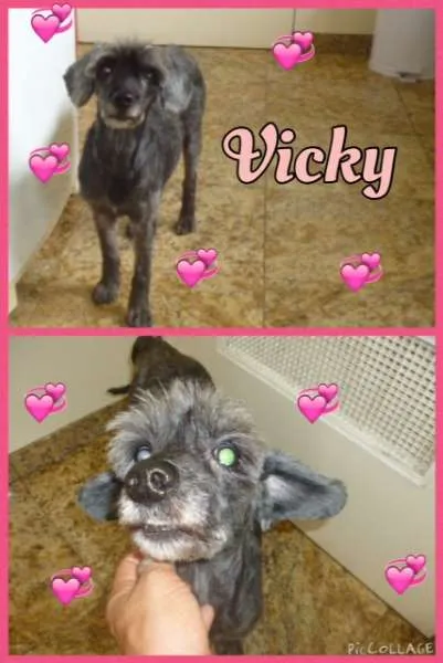 Cachorro ra a SRD com poodle idade 5 anos nome vicky
