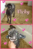 vicky