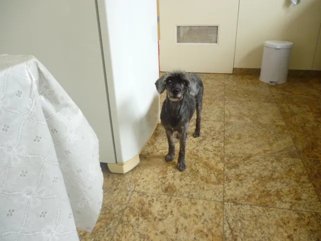 Cachorro ra a SRD com poodle idade 5 anos nome vicky