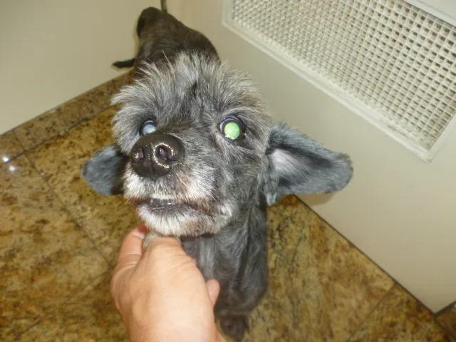 Cachorro ra a SRD com poodle idade 5 anos nome vicky