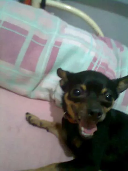 Cachorro ra a Pinscher idade 4 anos nome bilu