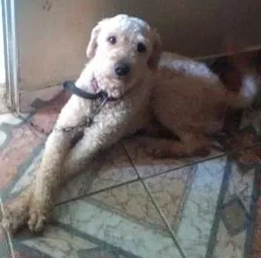 Cachorro raça pood idade 2 anos nome thor