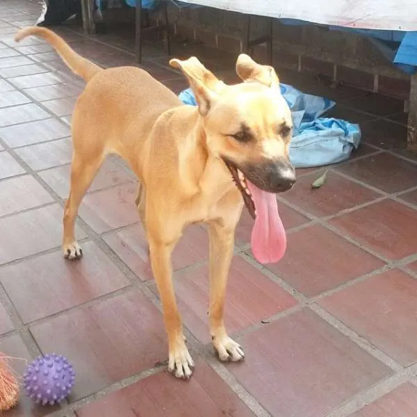 Cachorro raça SRD idade 1 ano nome Lola