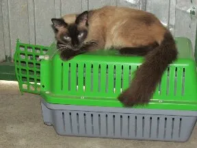 Gato ra a Siamês idade 1 ano nome Katrina