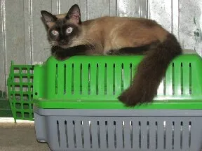 Gato ra a Siamês idade 1 ano nome Katrina